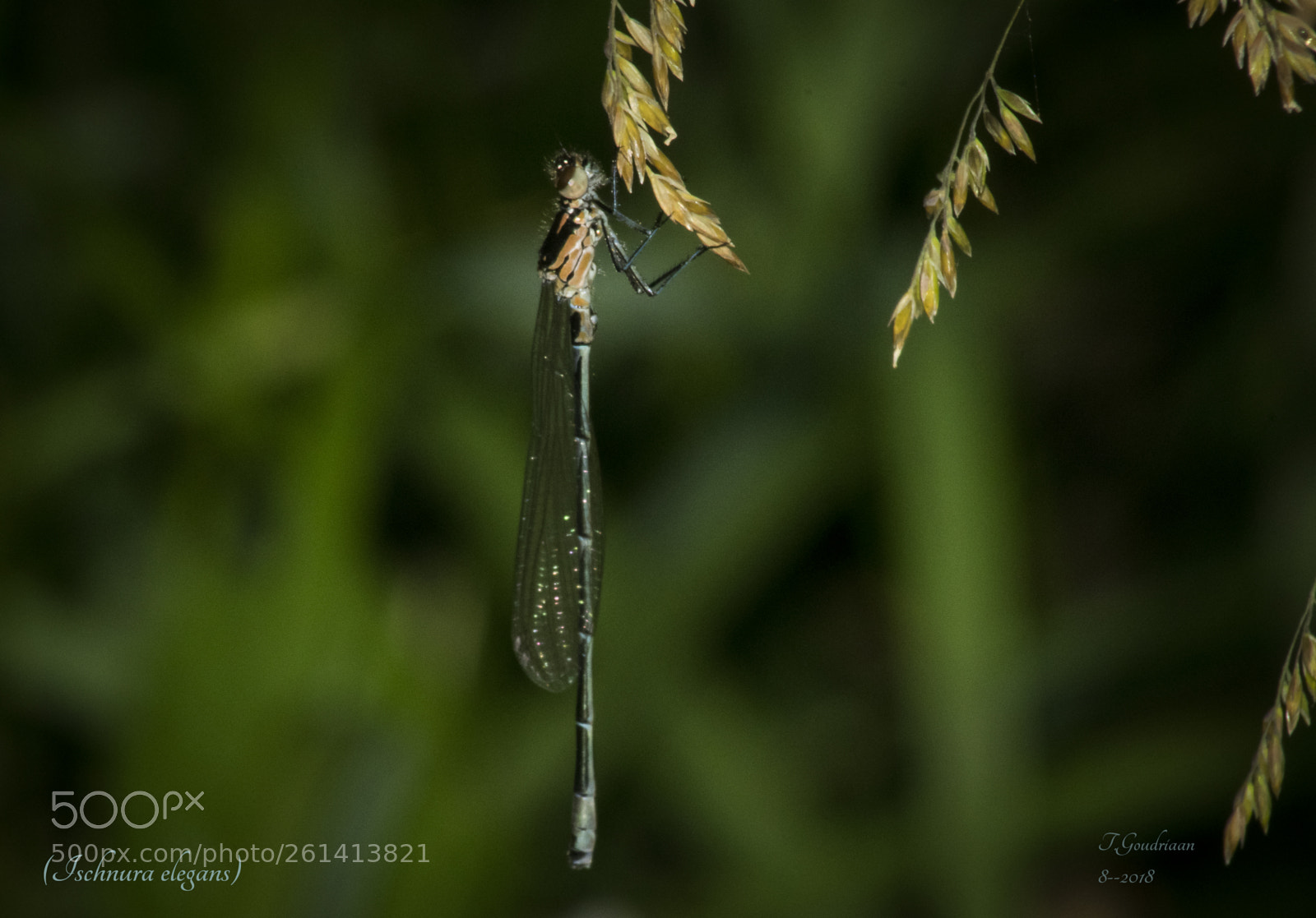 Nikon D5300 sample photo. Dragonfly (ischnura elegans) photography