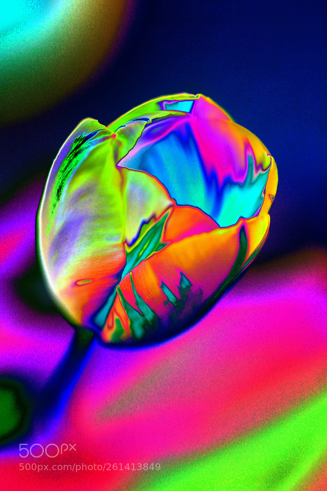 Canon EOS 6D sample photo. Tulip photography