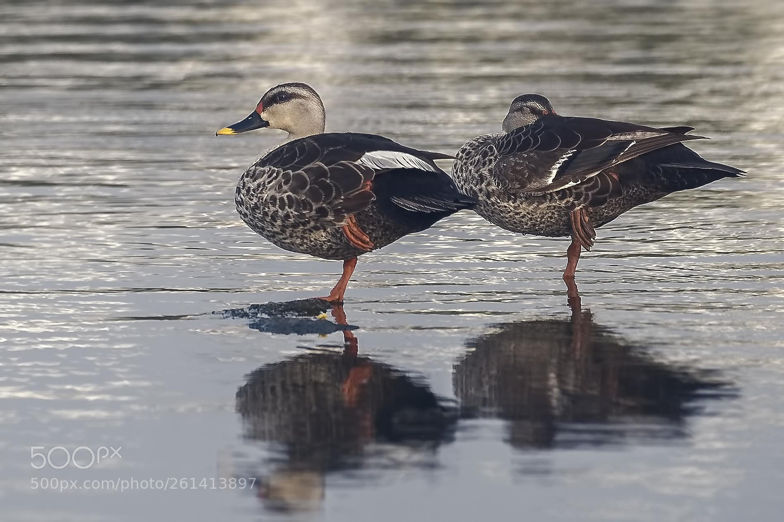 Nikon D810 sample photo. Spot billed duck couple photography