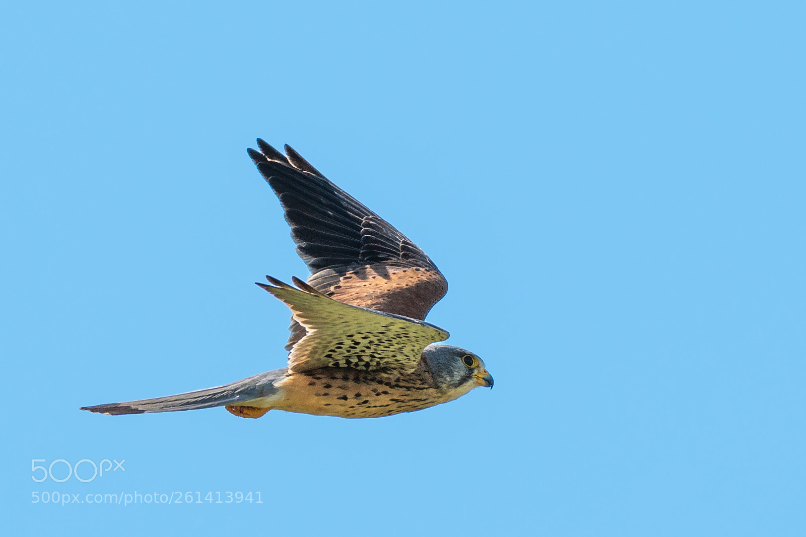 Nikon D850 sample photo. Turmfalke photography