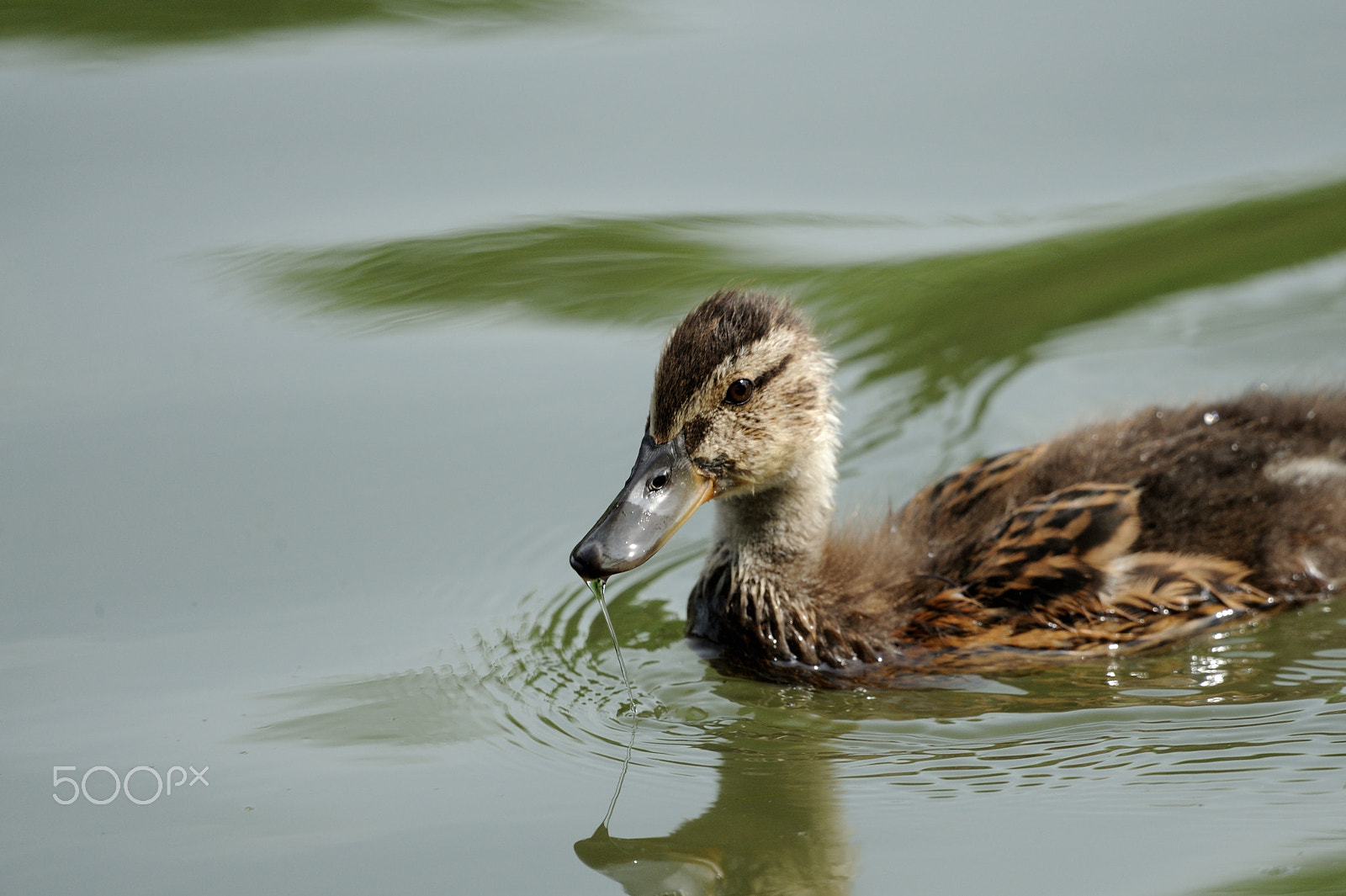 Nikon D3 + Sigma 150-600mm F5-6.3 DG OS HSM | C sample photo. Young mallard photography