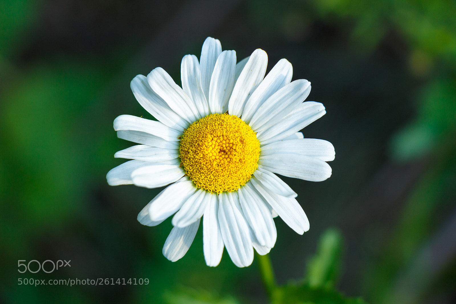 Canon EOS 700D (EOS Rebel T5i / EOS Kiss X7i) sample photo. A large daisy flower photography