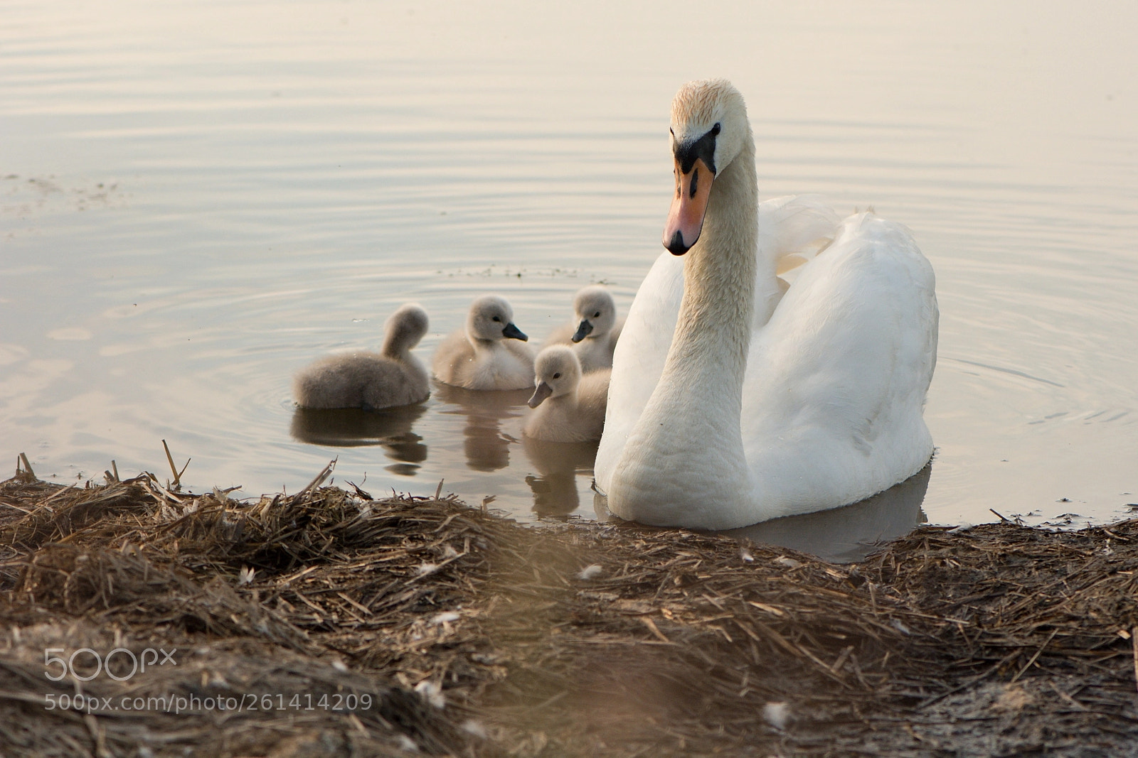 Nikon D7100 sample photo. Sunset on the lake photography