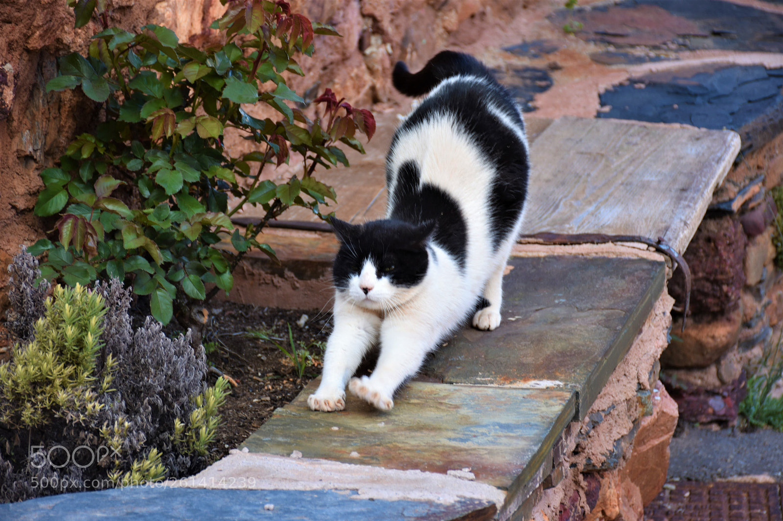 Nikon D7200 sample photo. Estirando photography