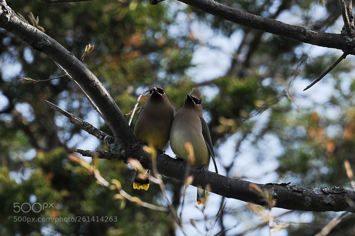 Nikon D700 sample photo. Cute couple photography