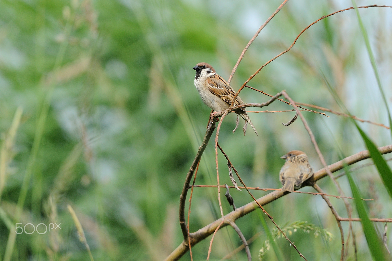 Nikon D3 sample photo. Tree sparrow photography