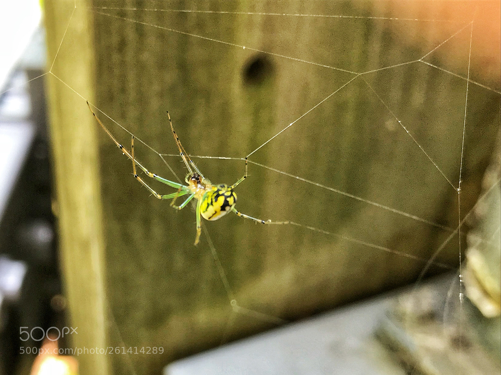 Apple iPhone 7 sample photo. Orchard spider photography