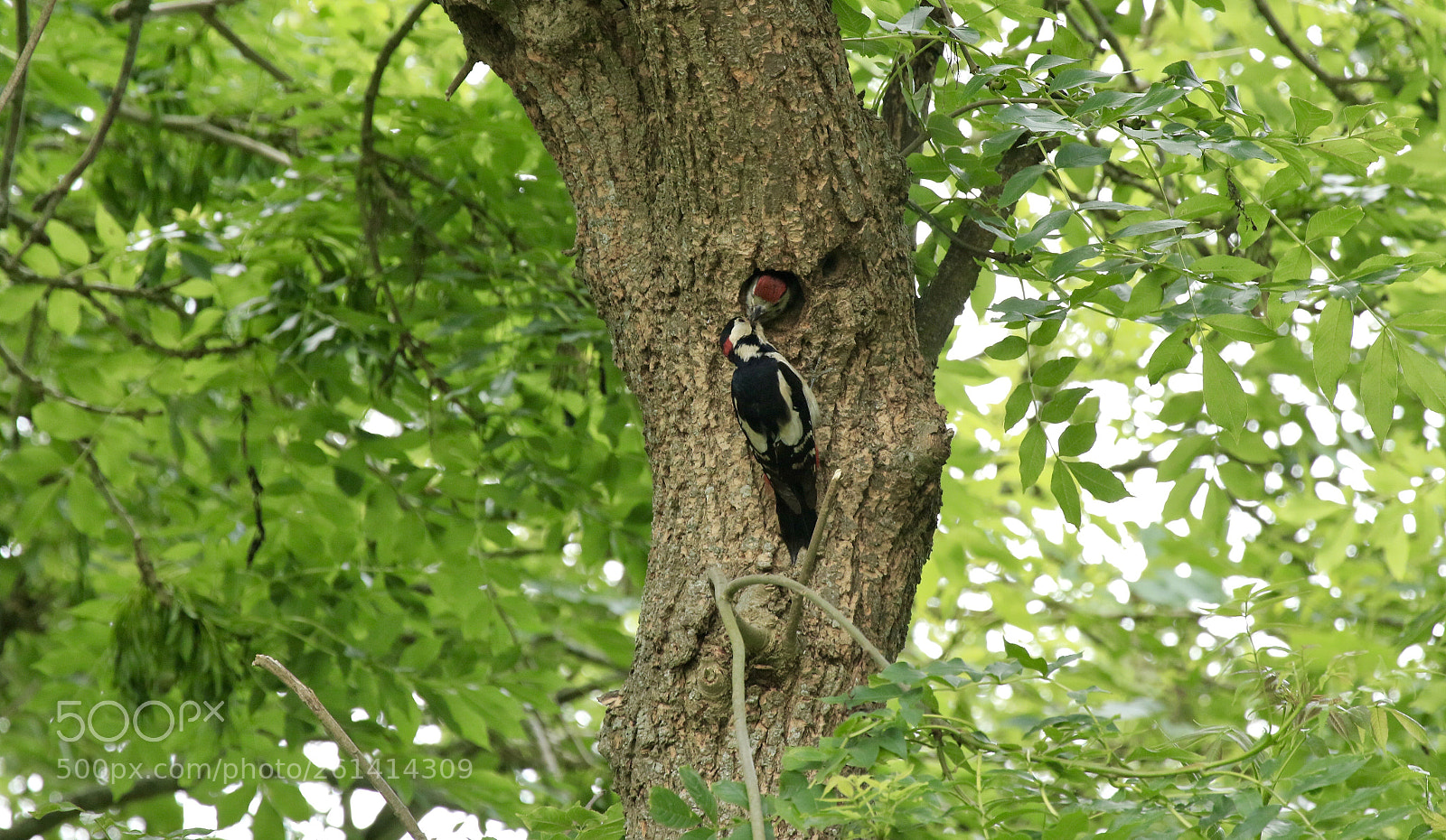 Canon EOS 7D Mark II sample photo. Woodpecker  photography