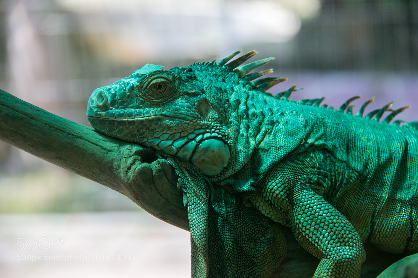 Canon EOS 70D sample photo. Green iguana photography