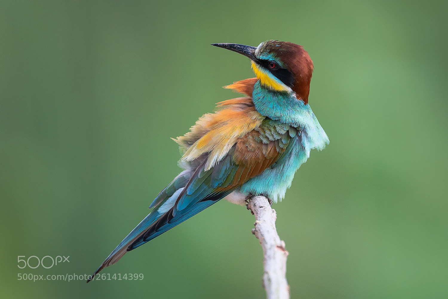 Nikon D500 sample photo. Bee eater portrait photography