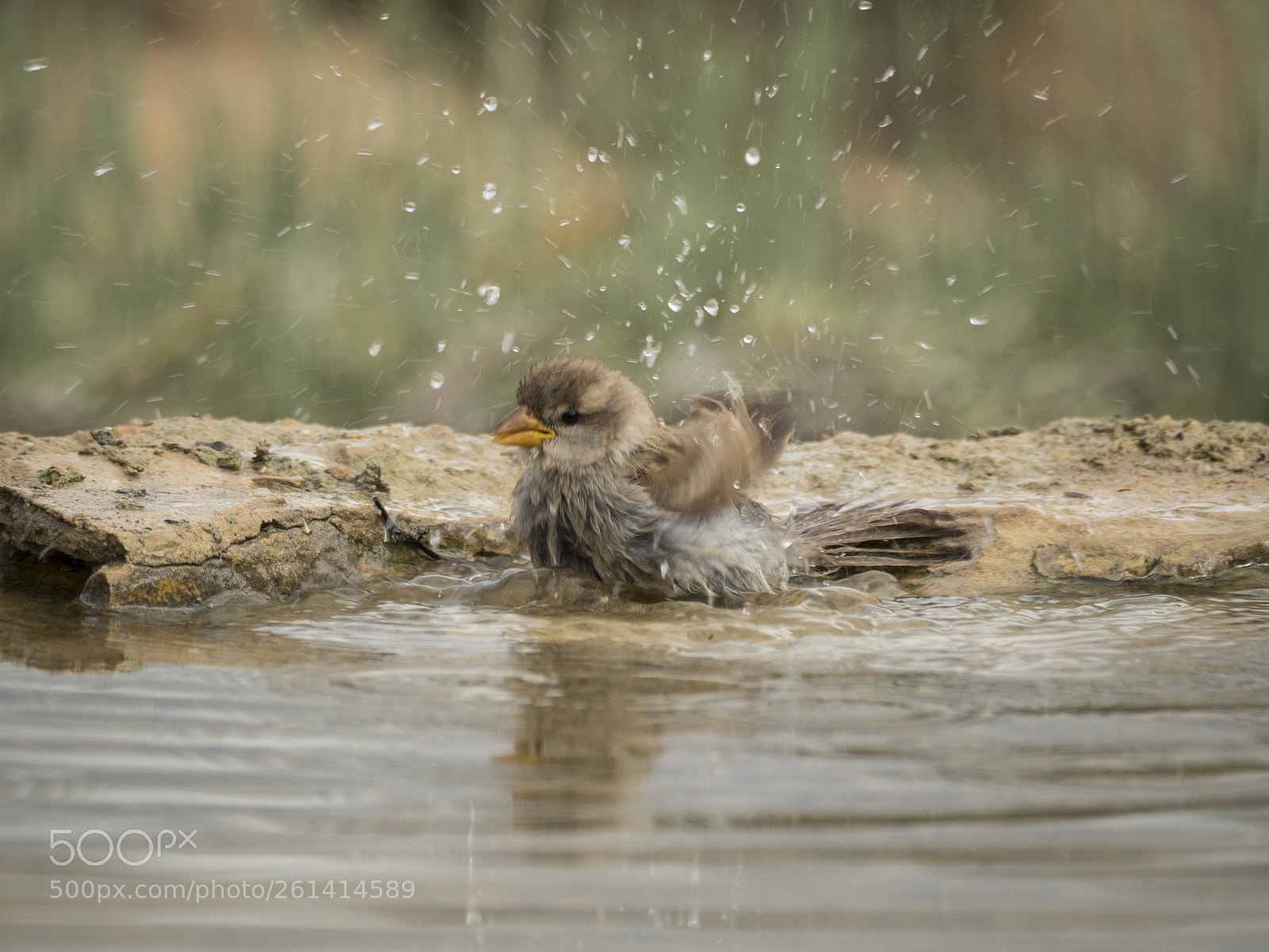 Olympus OM-D E-M1 Mark II sample photo. Bath time. photography