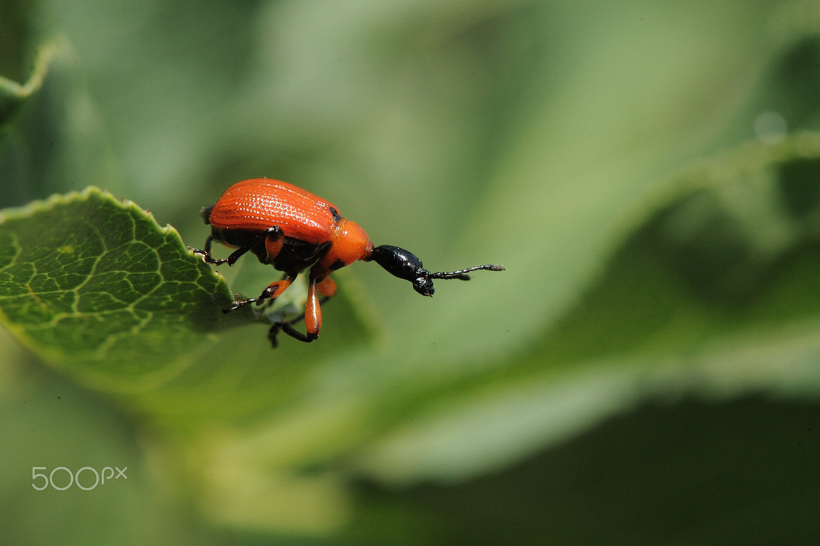 Nikon D3 + Nikon AF-S Micro-Nikkor 105mm F2.8G IF-ED VR sample photo. Hazel-leaf roller weevil photography