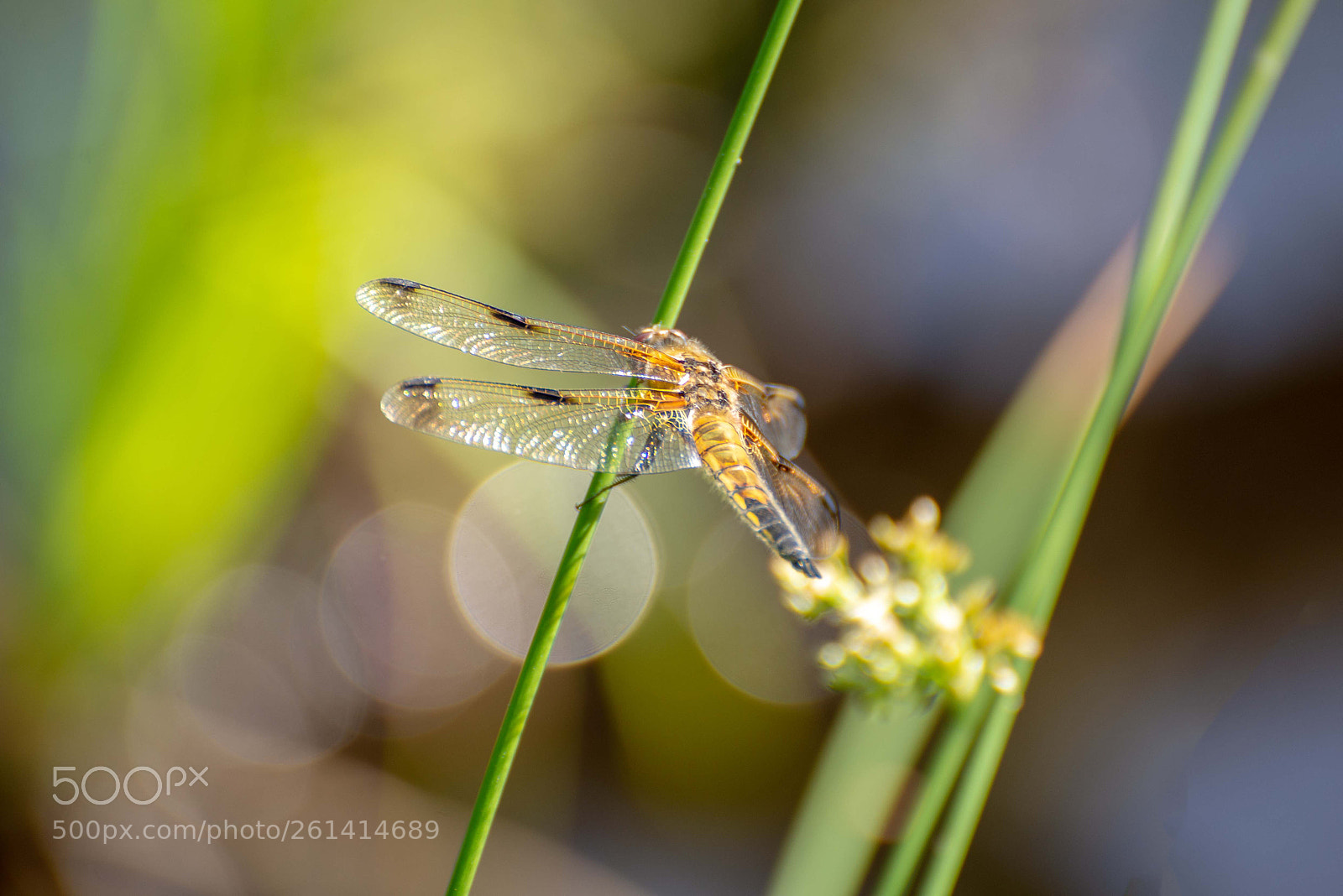 Nikon D600 sample photo. Damselfly photography
