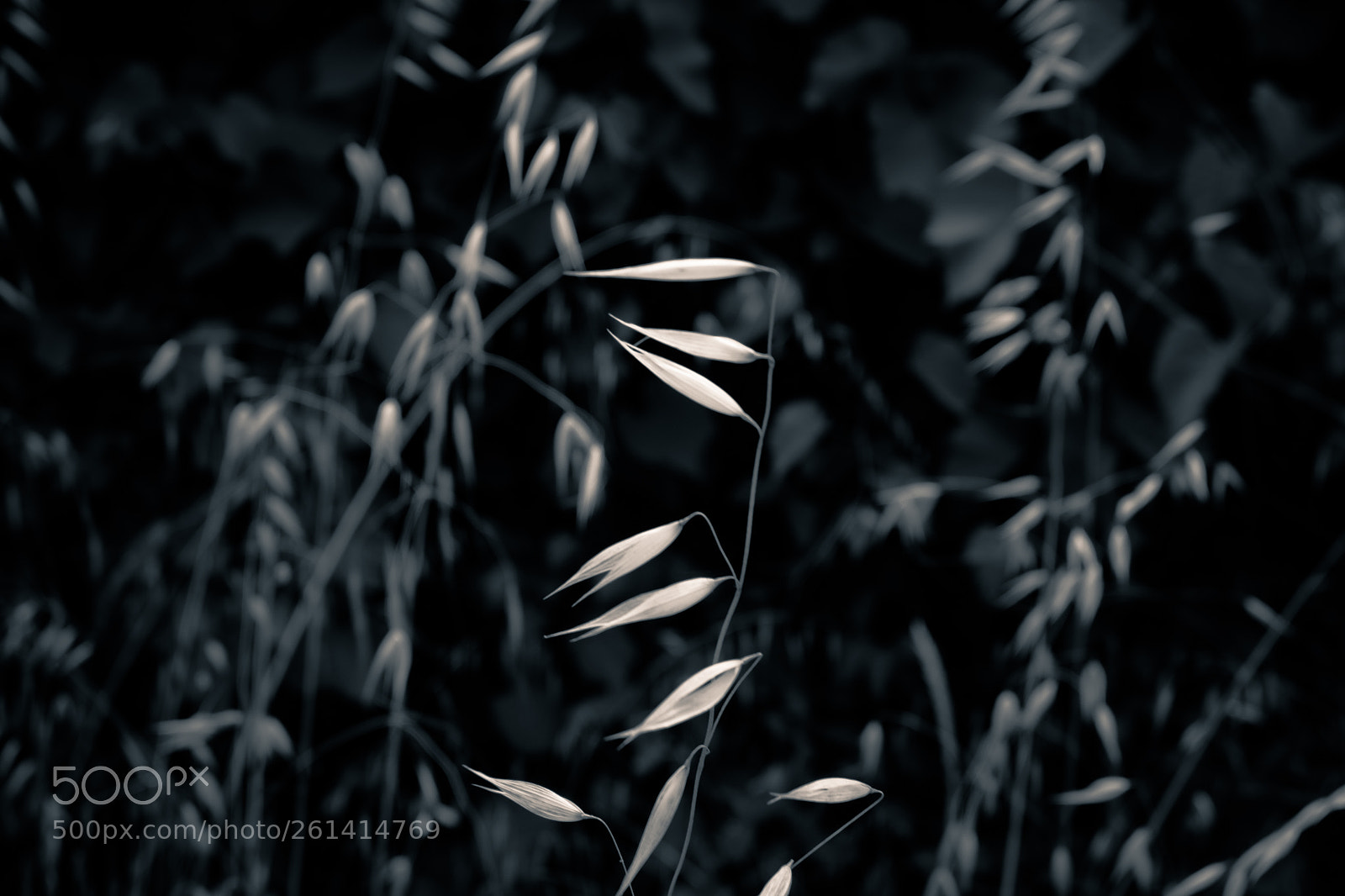 Sony a6000 sample photo. Deeply photography