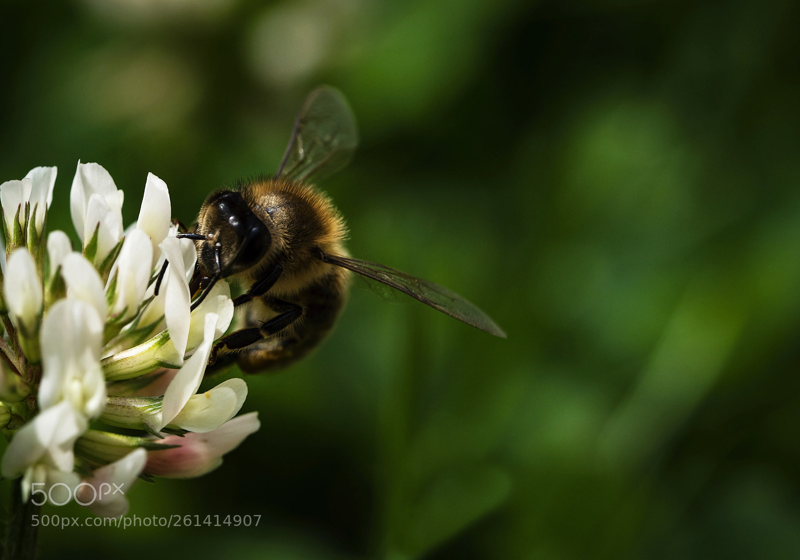 Nikon D5500 sample photo. Bee on white clover photography
