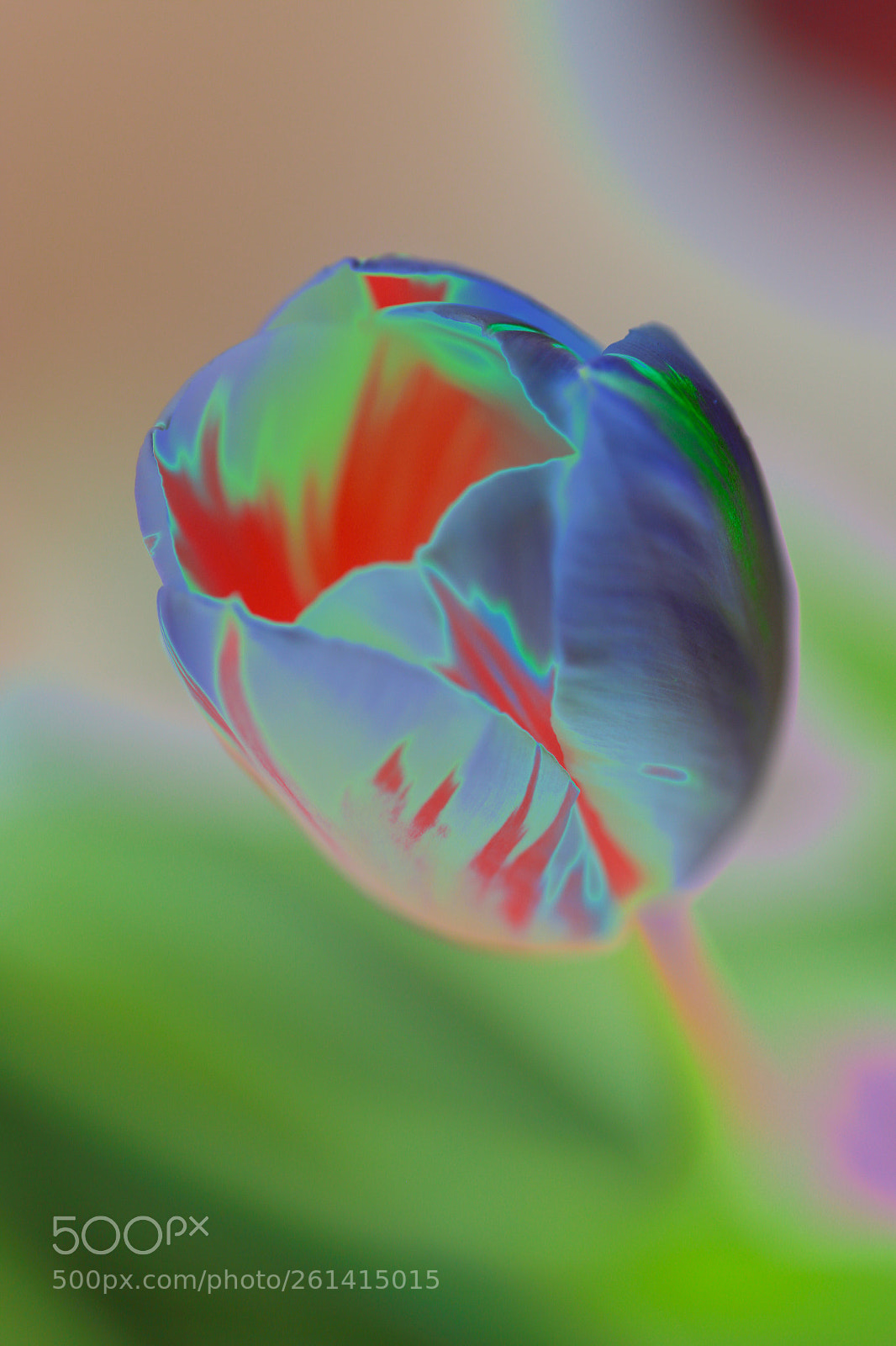 Canon EOS 6D sample photo. Tulip photography