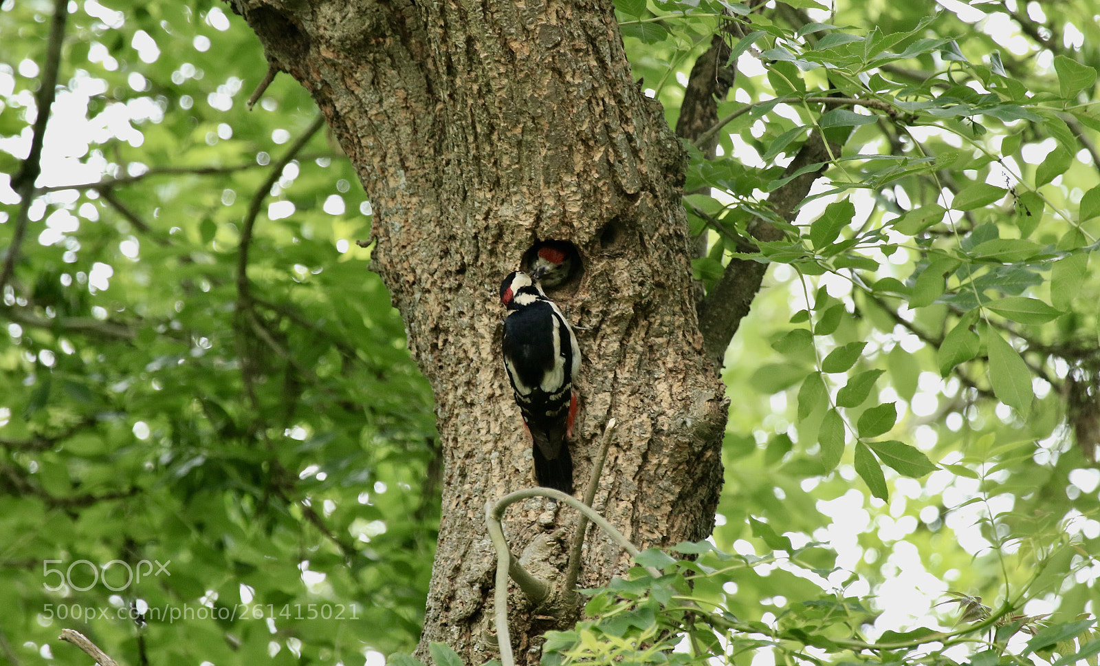 Canon EOS 7D Mark II sample photo. Young woodpecker being fed.   photography