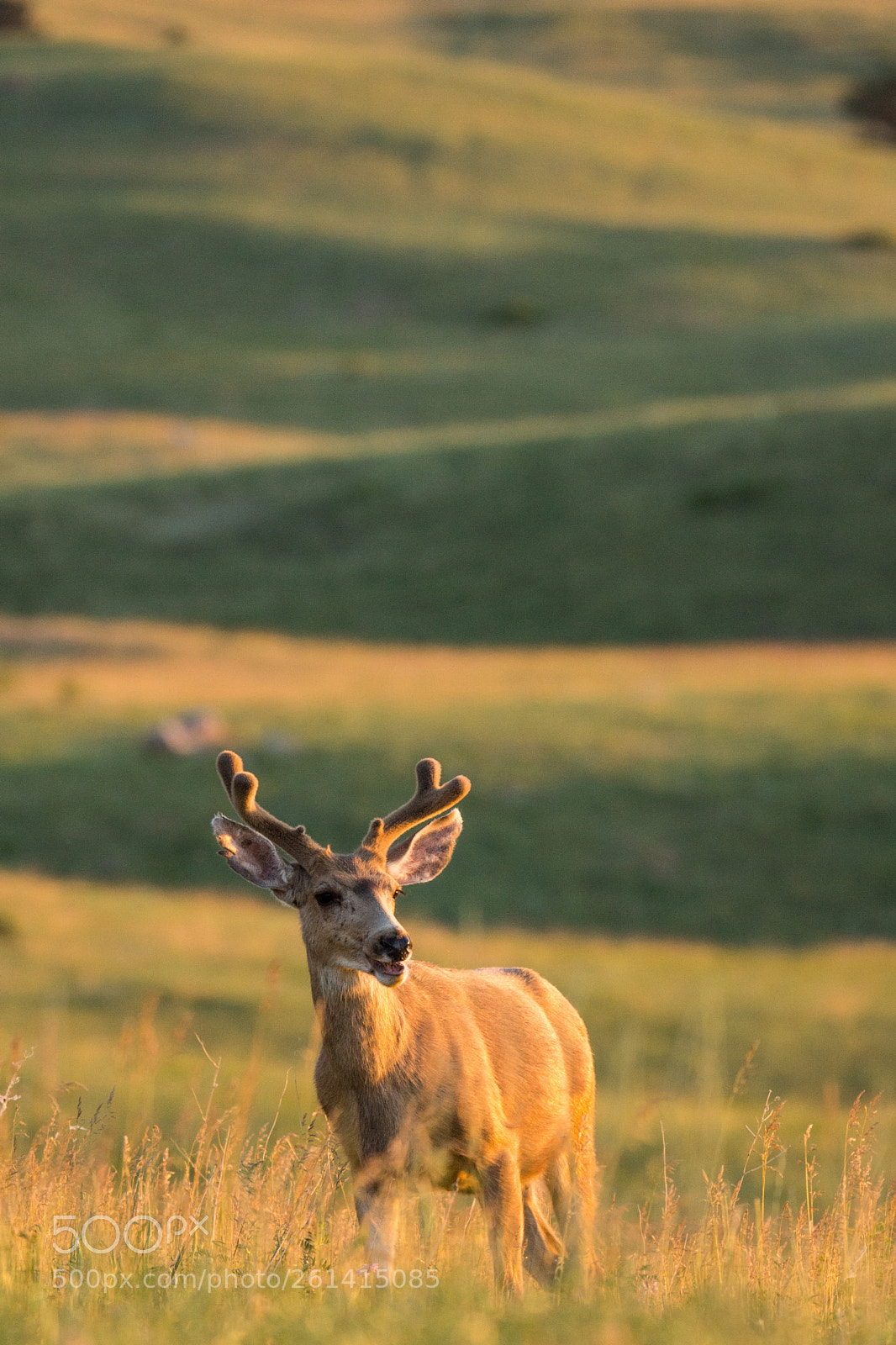Sony SLT-A77 sample photo. Mule deer photography