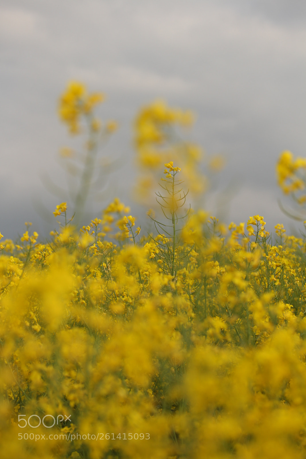 Canon EF-S 60mm F2.8 Macro USM sample photo. Naturpur photography
