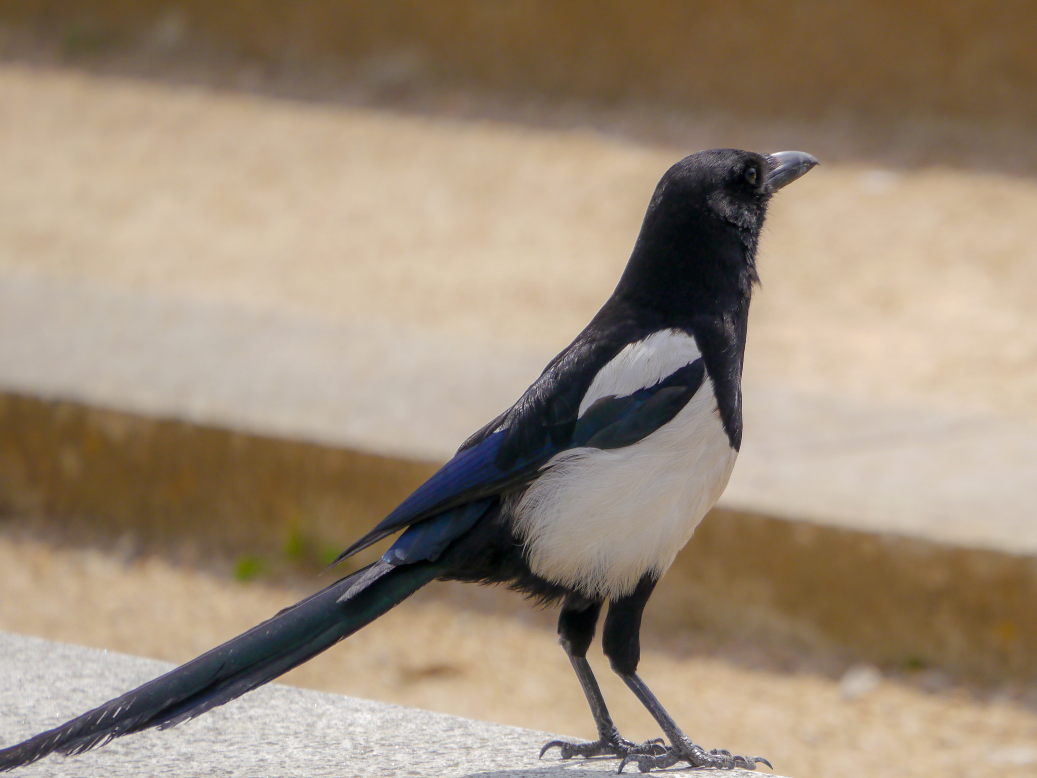 Panasonic Lumix DMC-G5 sample photo. Magpie photography