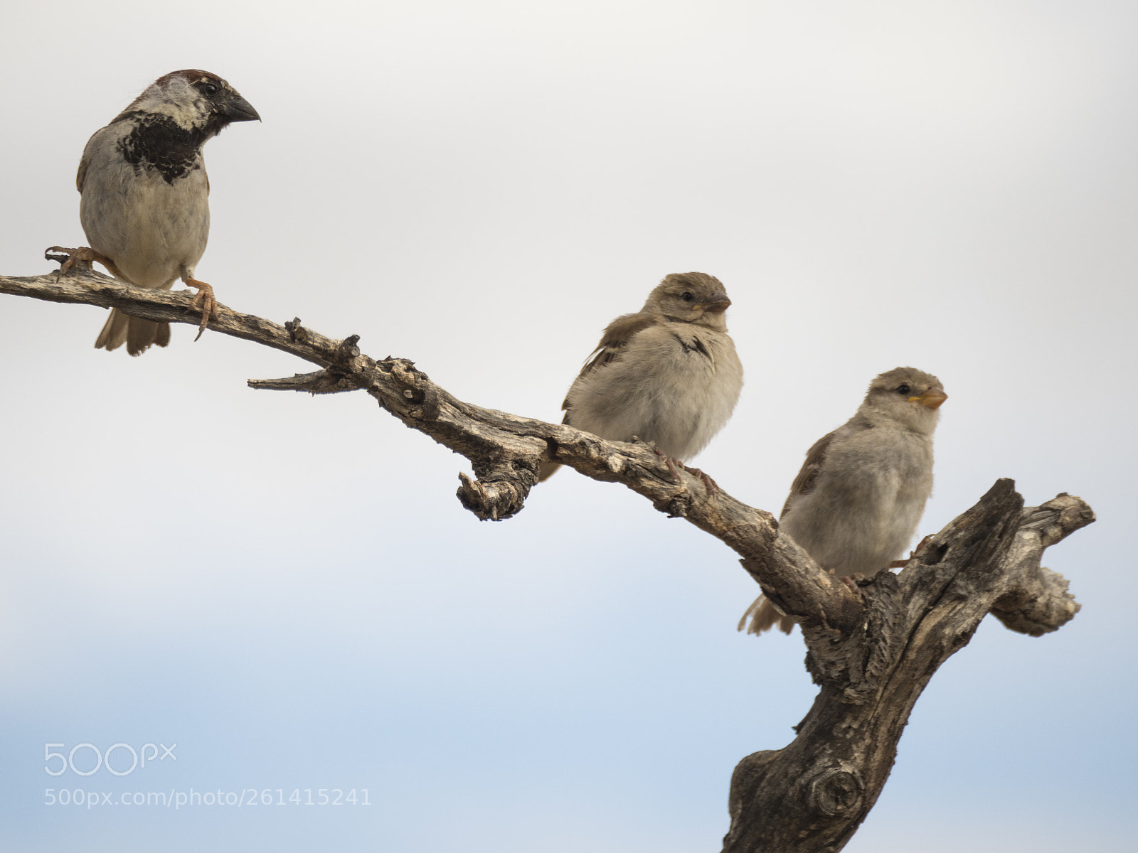 Olympus OM-D E-M1 Mark II sample photo. The sparrow family. photography