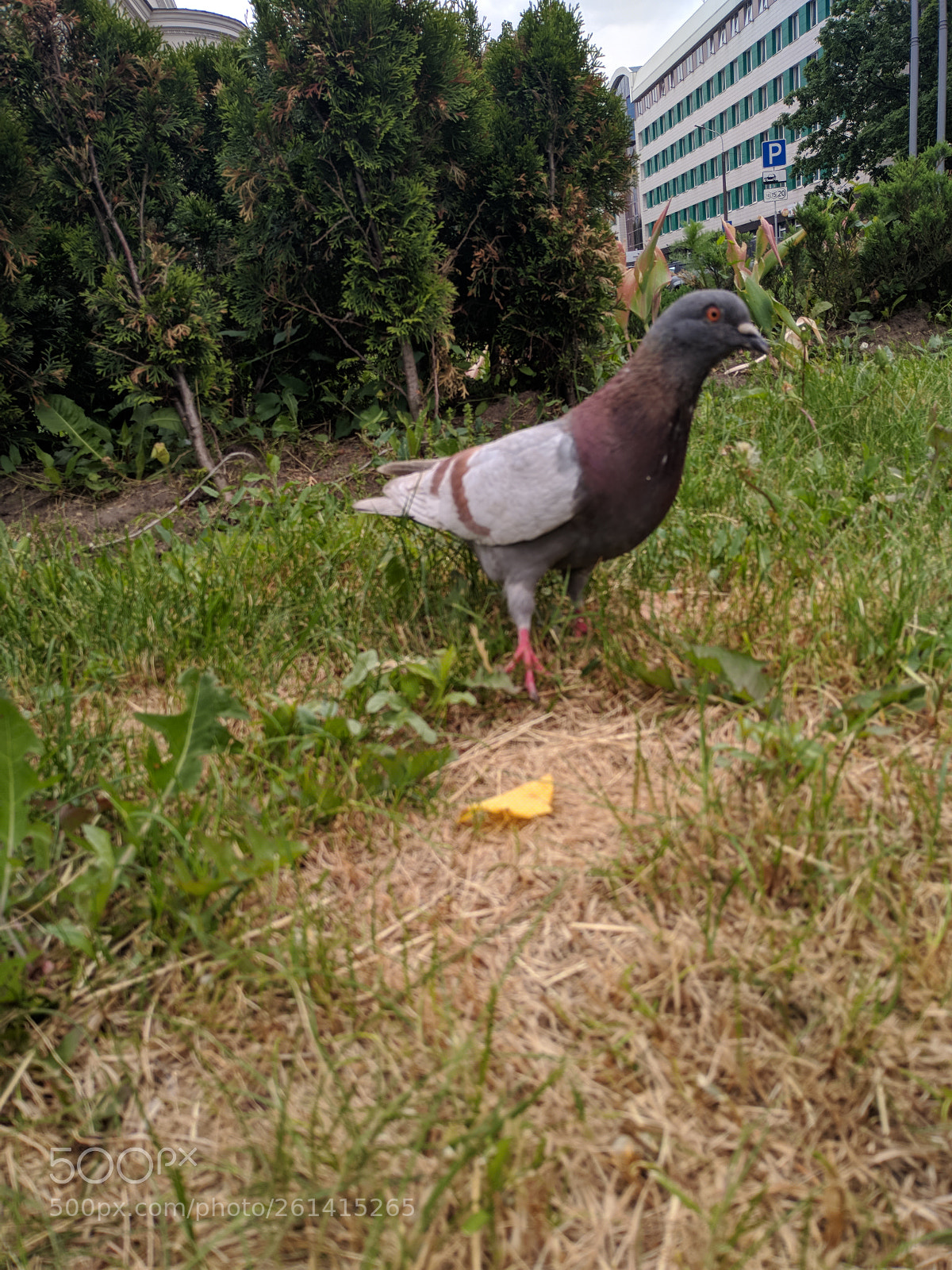 Xiaomi Mi A1 sample photo. Untitled photography