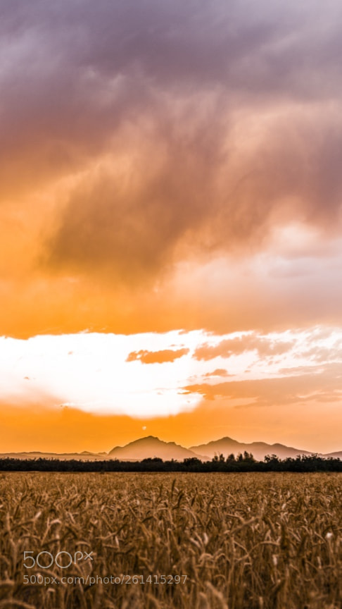 Nikon D810 sample photo. Untitled photography