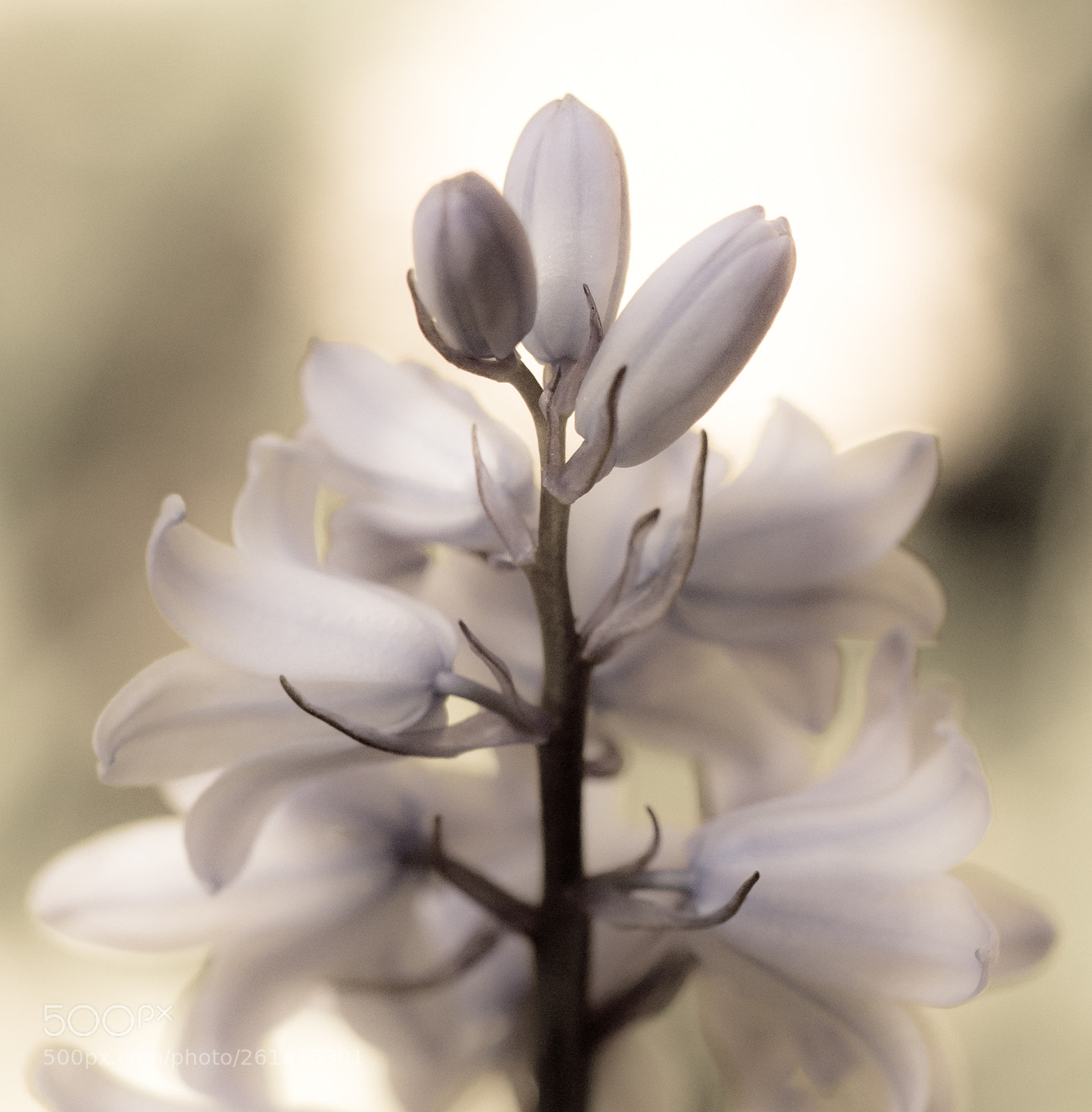 Canon EOS 700D (EOS Rebel T5i / EOS Kiss X7i) sample photo. Serenity. photography