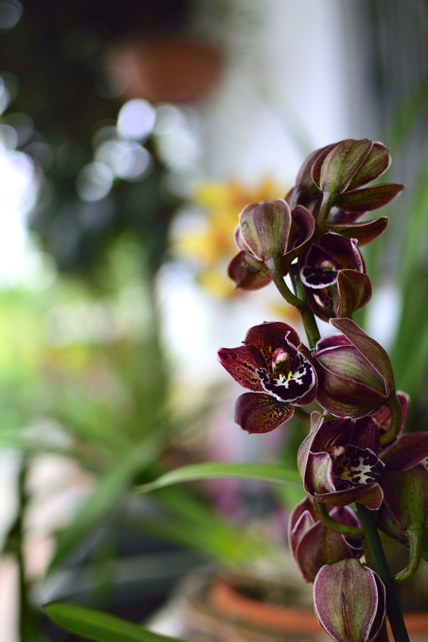 Nikon D5300 + Nikon AF-S DX Nikkor 35mm F1.8G sample photo. Tiger orquidea photography