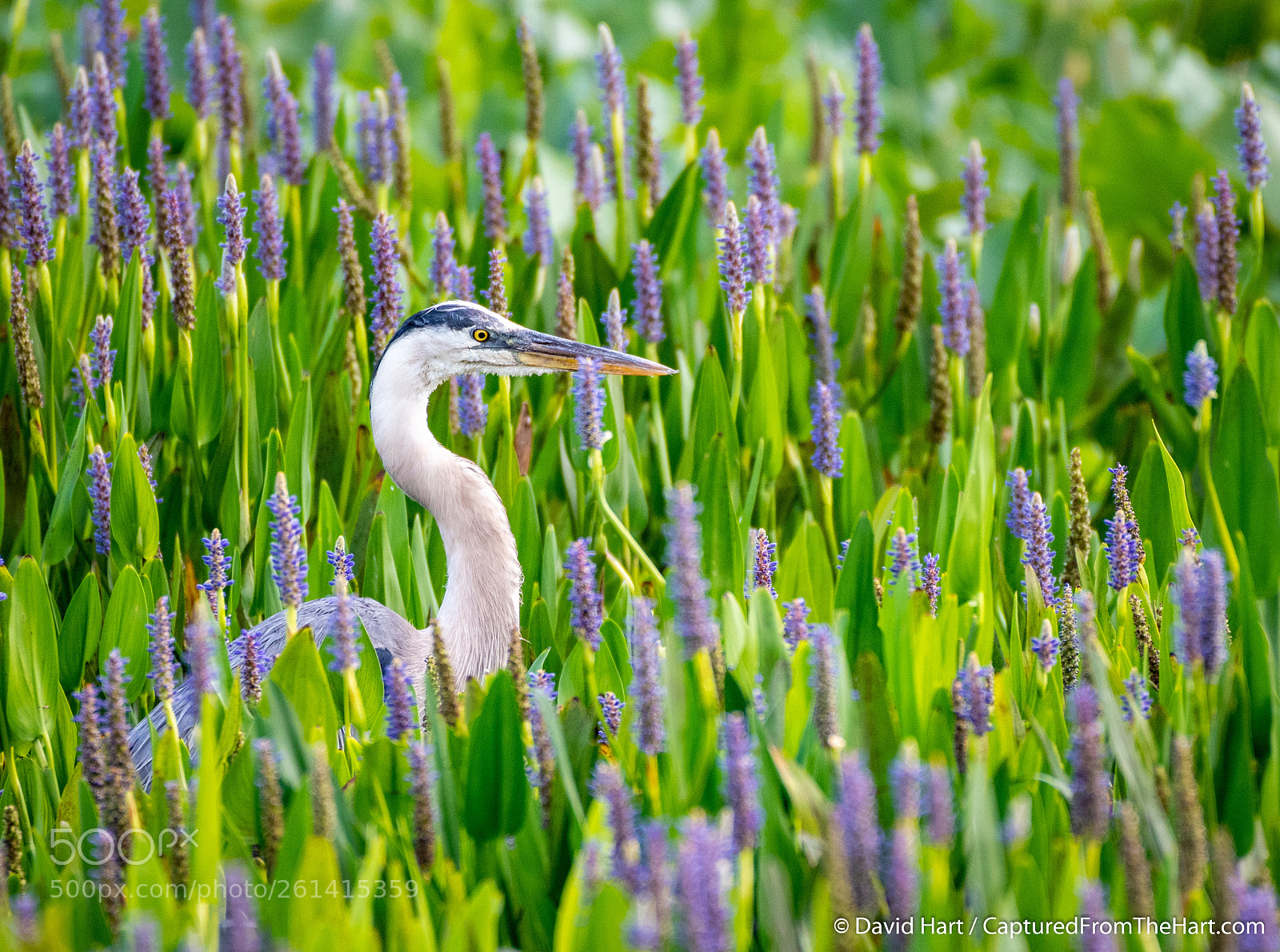 Nikon D500 sample photo. Great blue heron photography