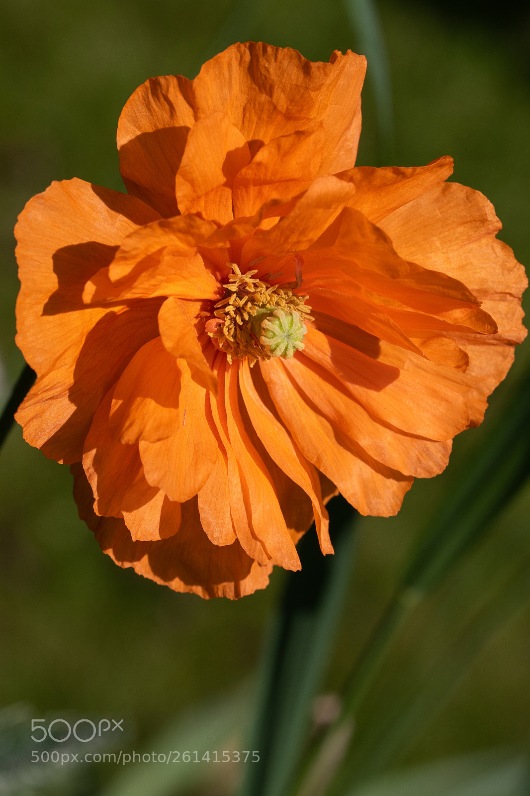 Canon EOS 7D Mark II sample photo. Orange poppy photography