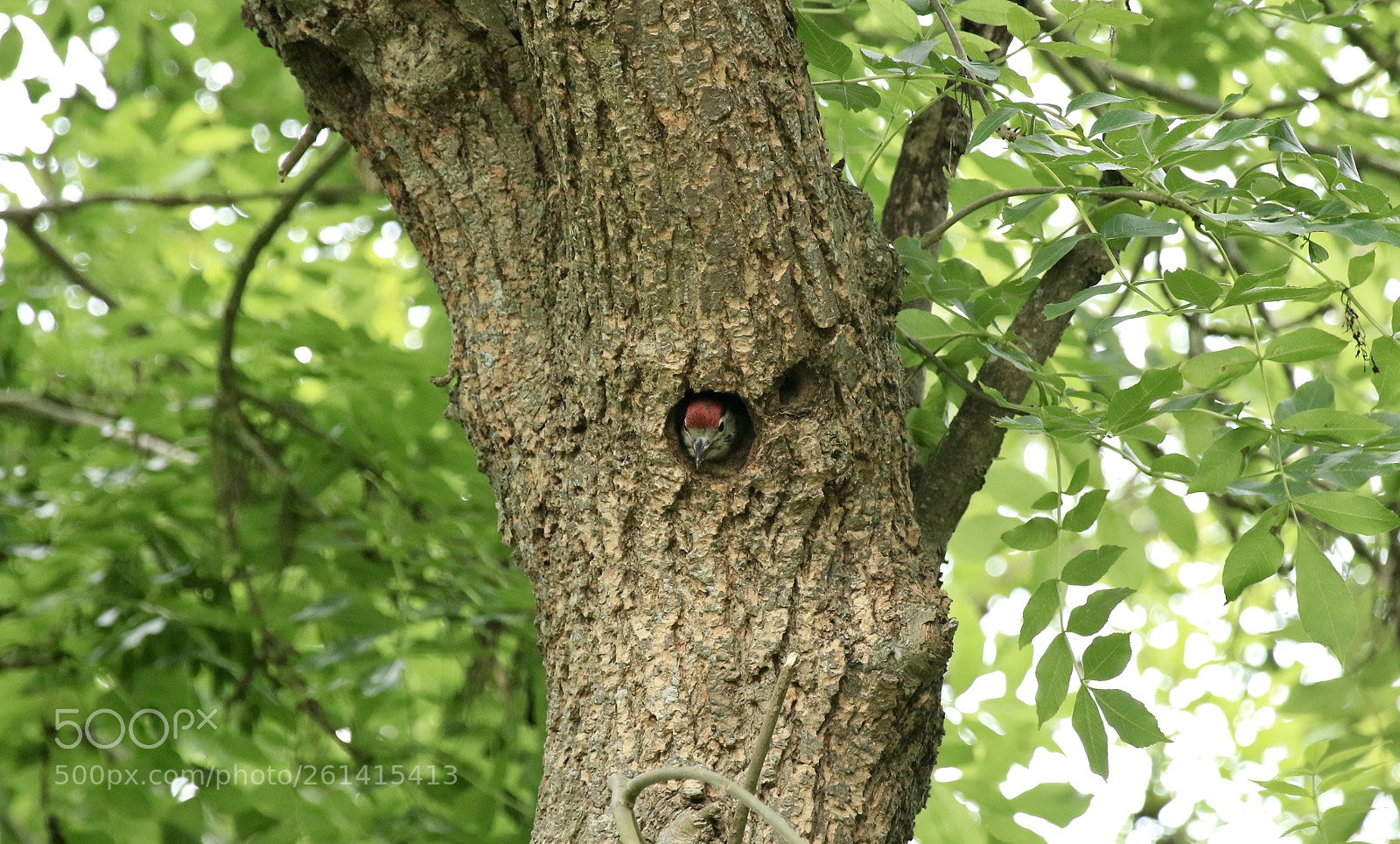 Canon EOS 7D Mark II sample photo. Young great spotted woodpecker  photography