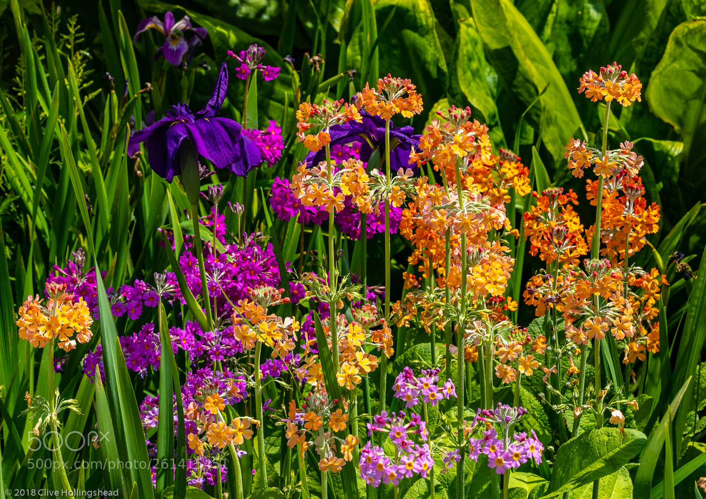 Canon EOS 7D Mark II sample photo. In an english country photography