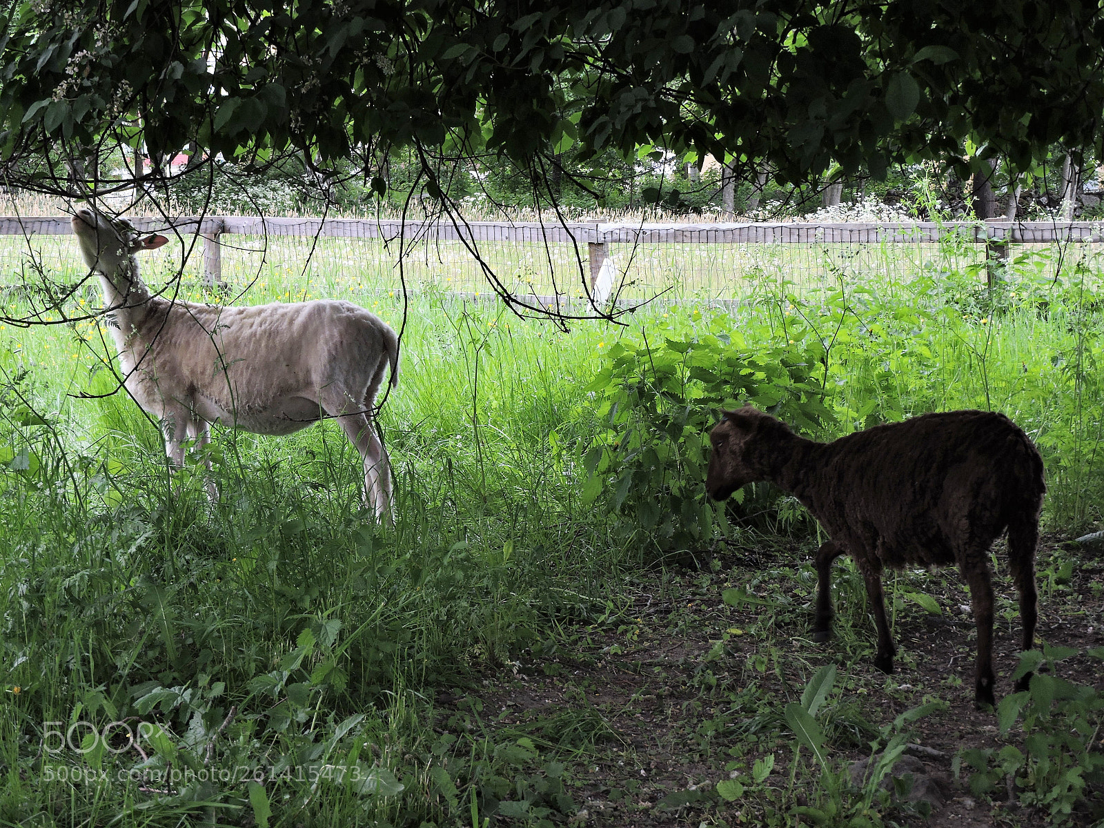 Nikon Coolpix P600 sample photo. Joy for the children photography