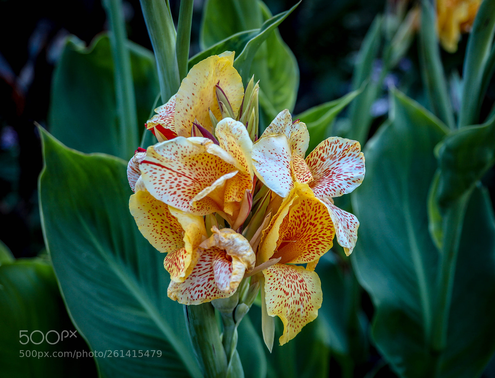 Canon EOS 5D Mark II sample photo. My garden photography