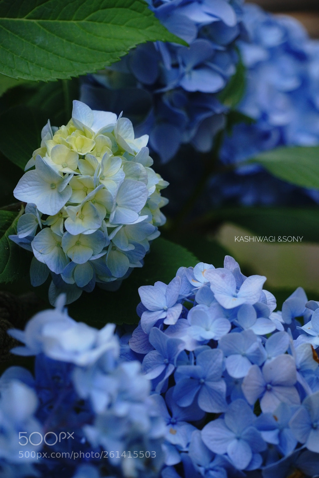 Sony a7 II sample photo. Beautiful blue photography