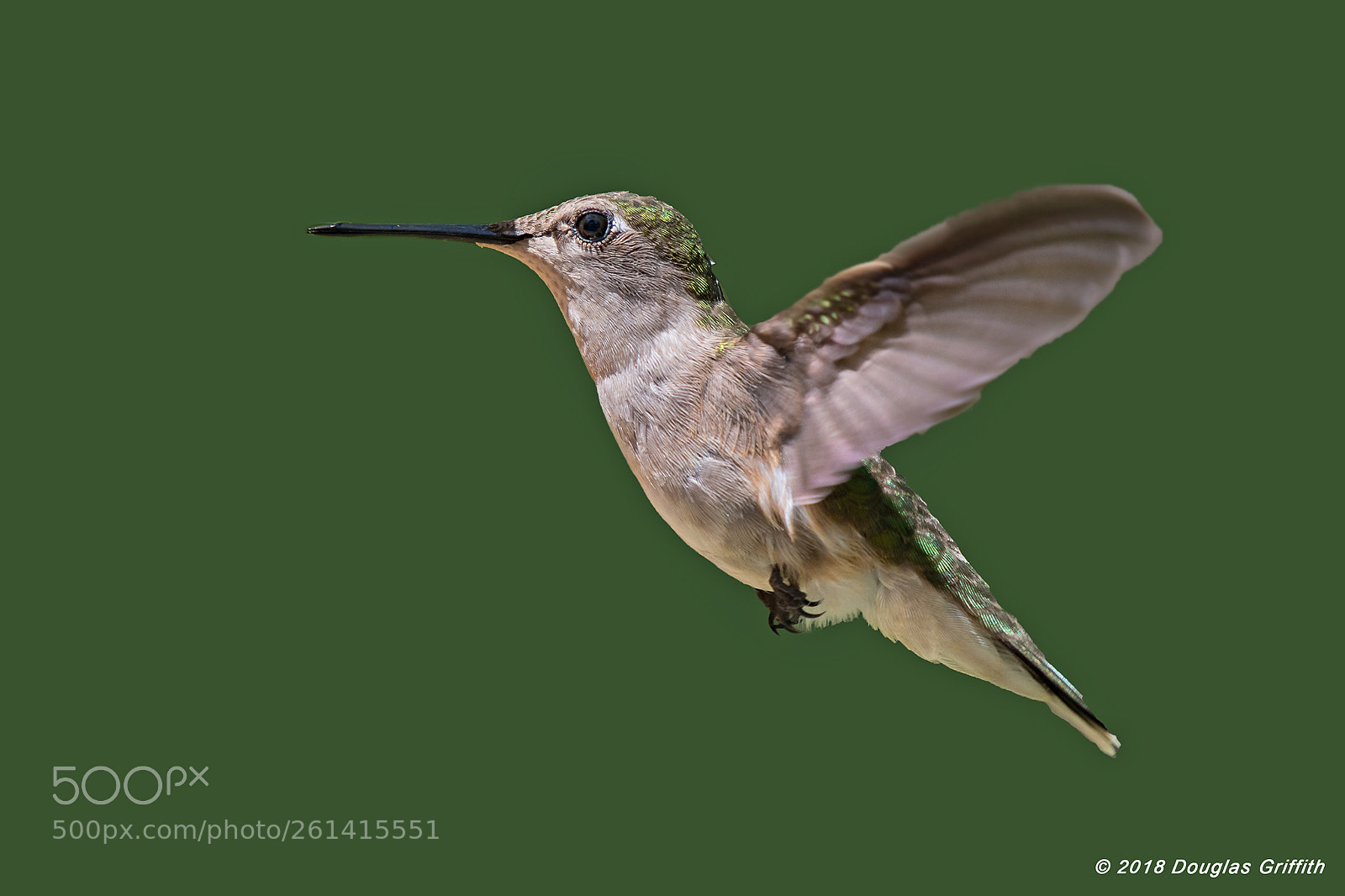 Nikon D500 sample photo. Female ruby-throated hummingbird archilochus photography