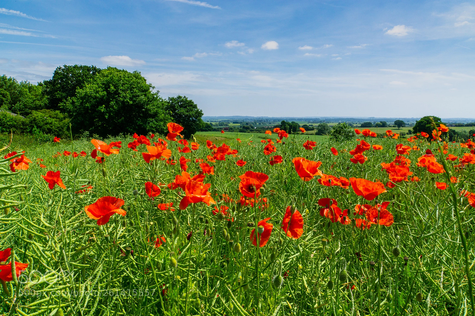 Sony a6000 sample photo. Poppies photography