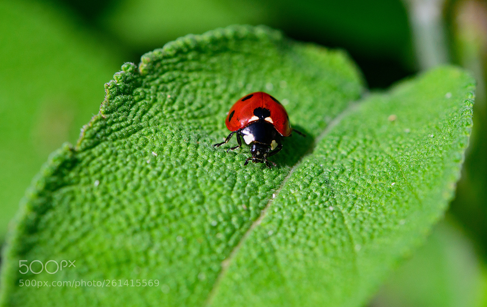 Nikon D750 sample photo. Coccinella ...... photography