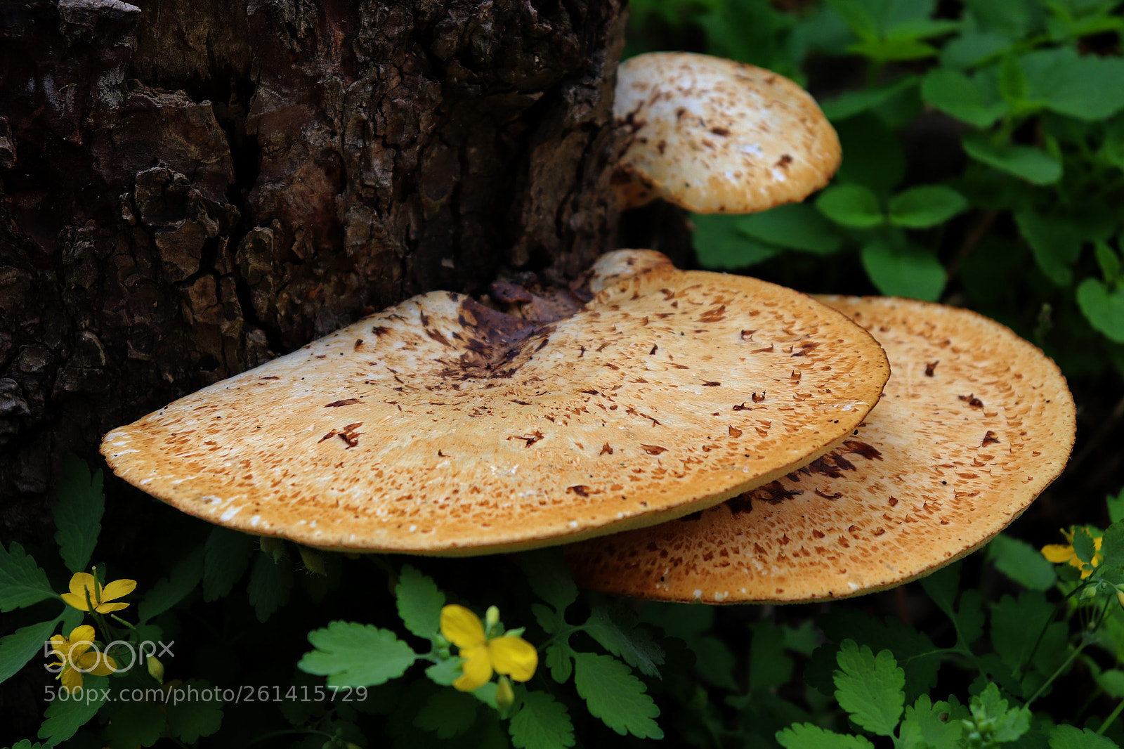 Canon EOS 200D (EOS Rebel SL2 / EOS Kiss X9) sample photo. Mushroom photography