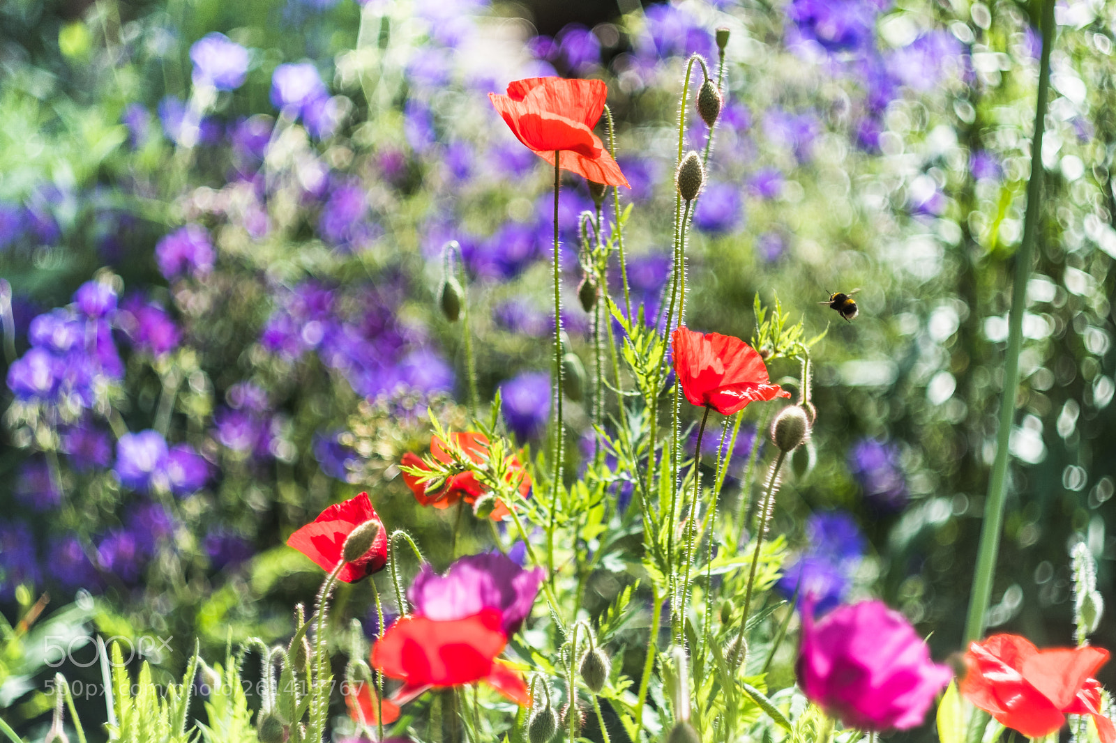 Fujifilm X-Pro2 sample photo. Vital photography