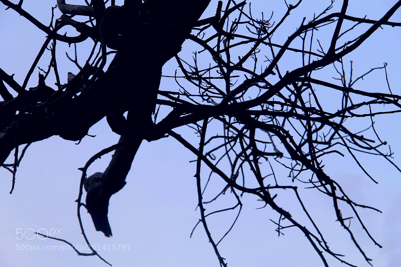 Canon EOS 1100D (EOS Rebel T3 / EOS Kiss X50) sample photo. Branches photography