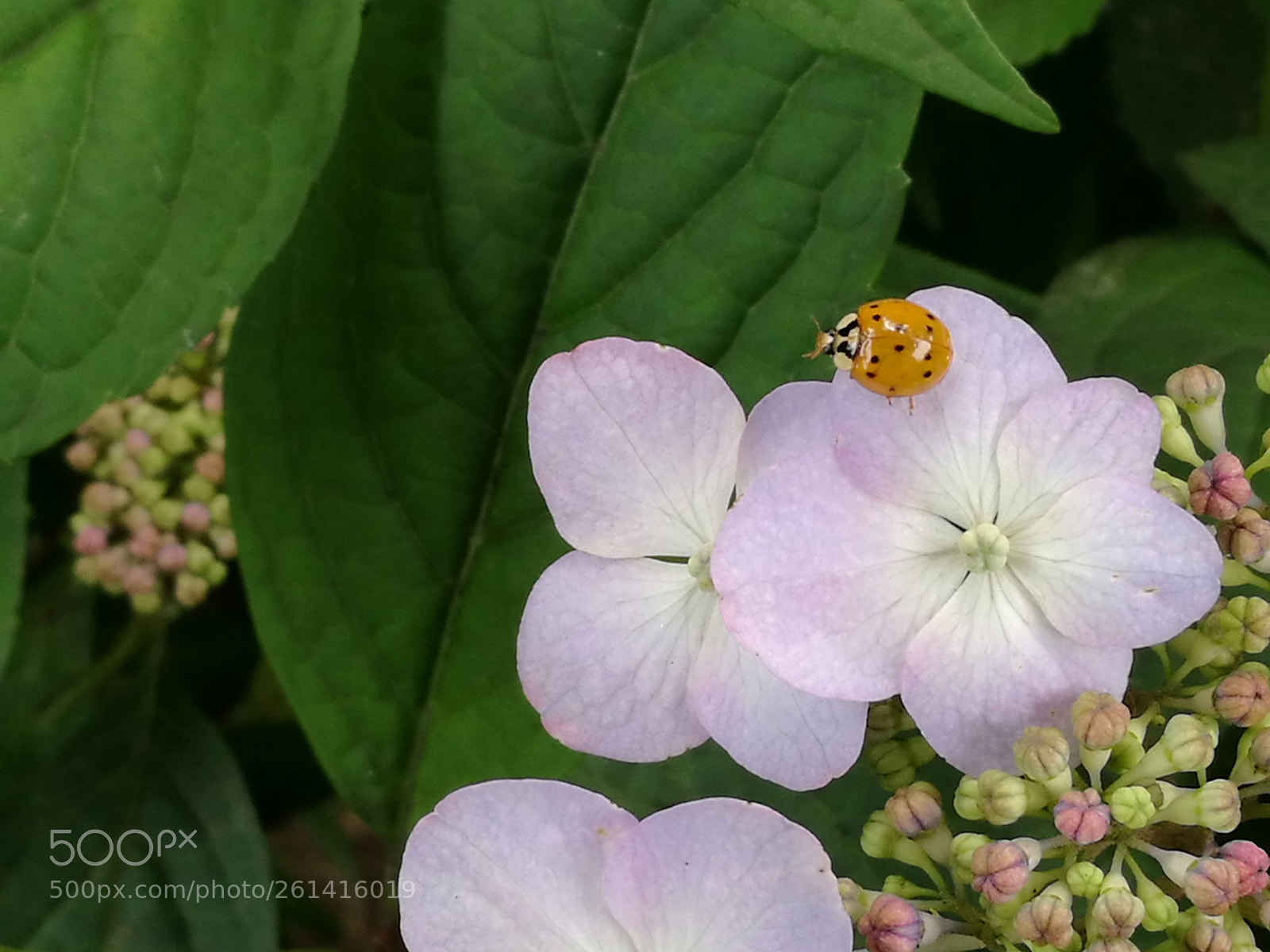 HUAWEI P9 sample photo. Coccinelle safran photography