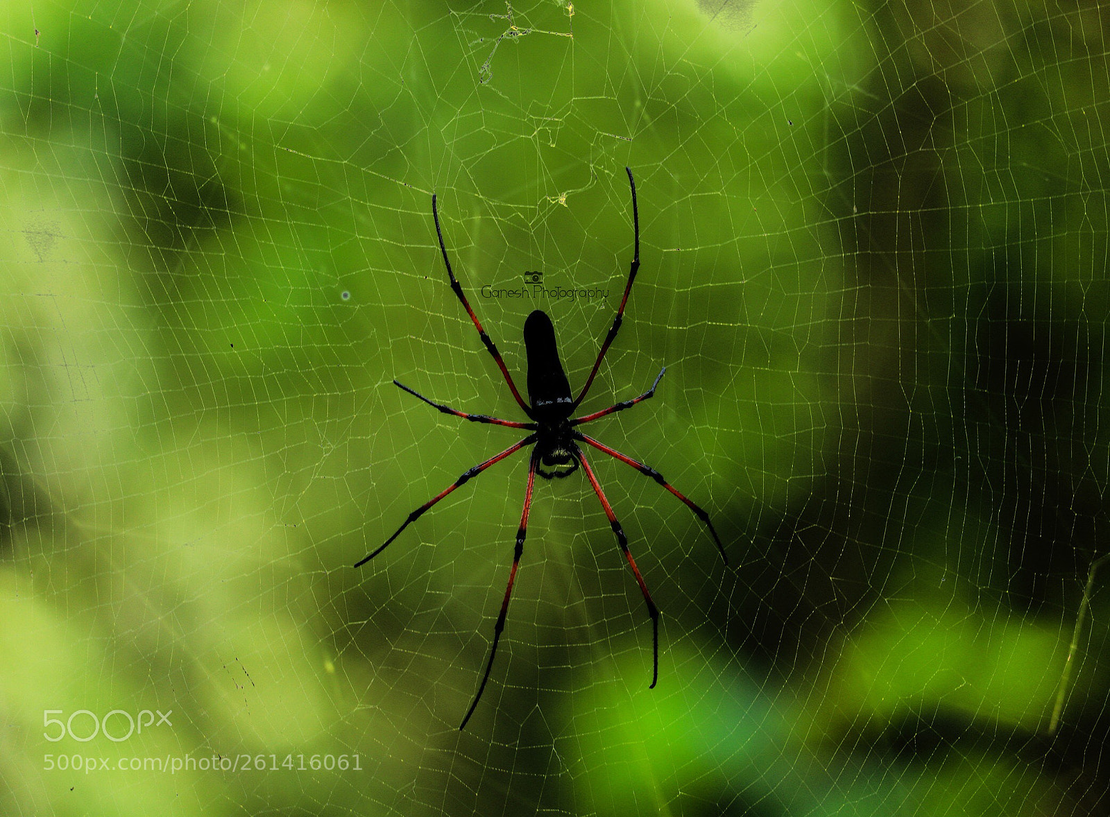 Canon EOS 200D (EOS Rebel SL2 / EOS Kiss X9) sample photo. Spider  photography