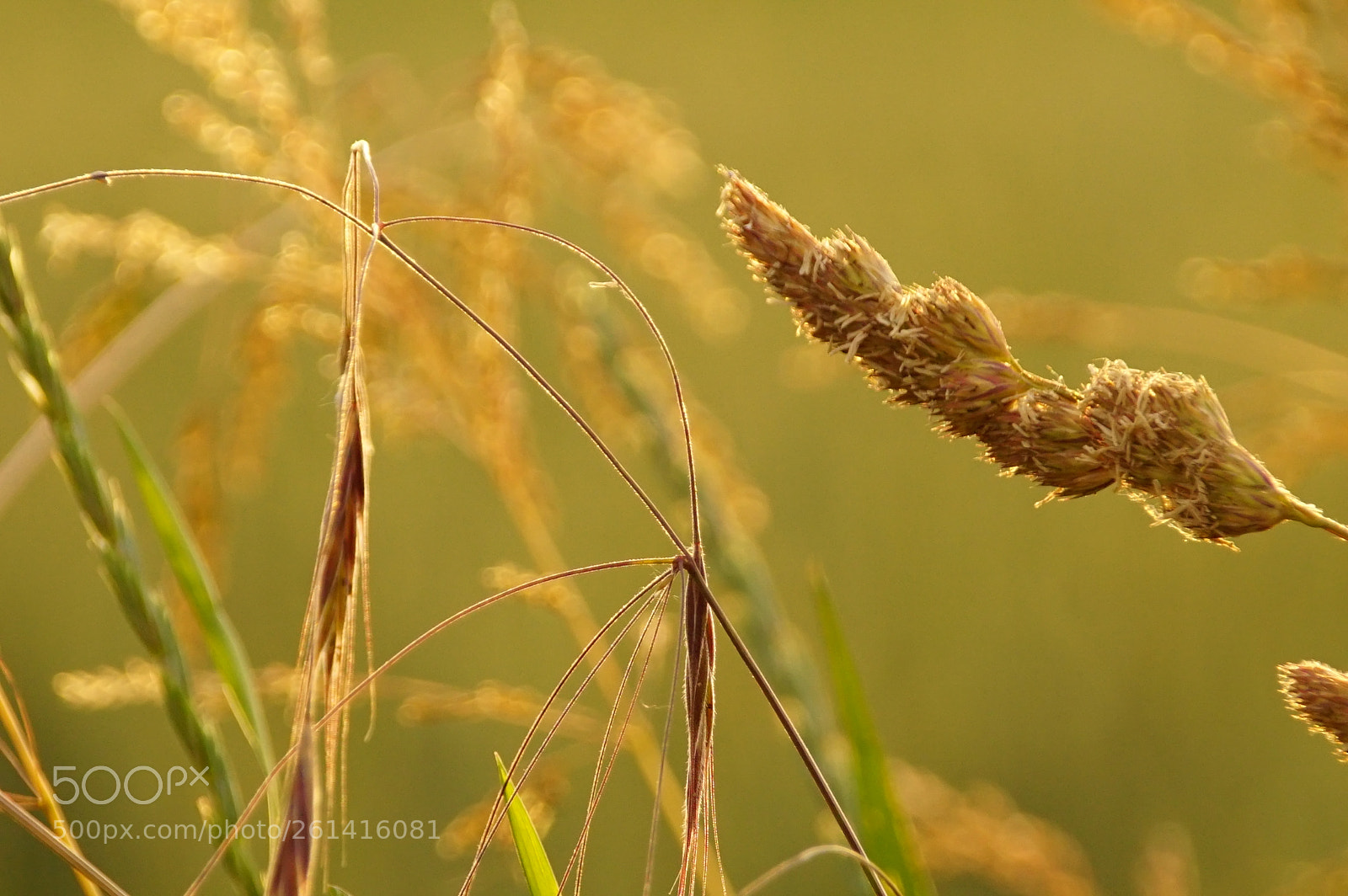 Sony ILCA-77M2 sample photo. Filigran photography