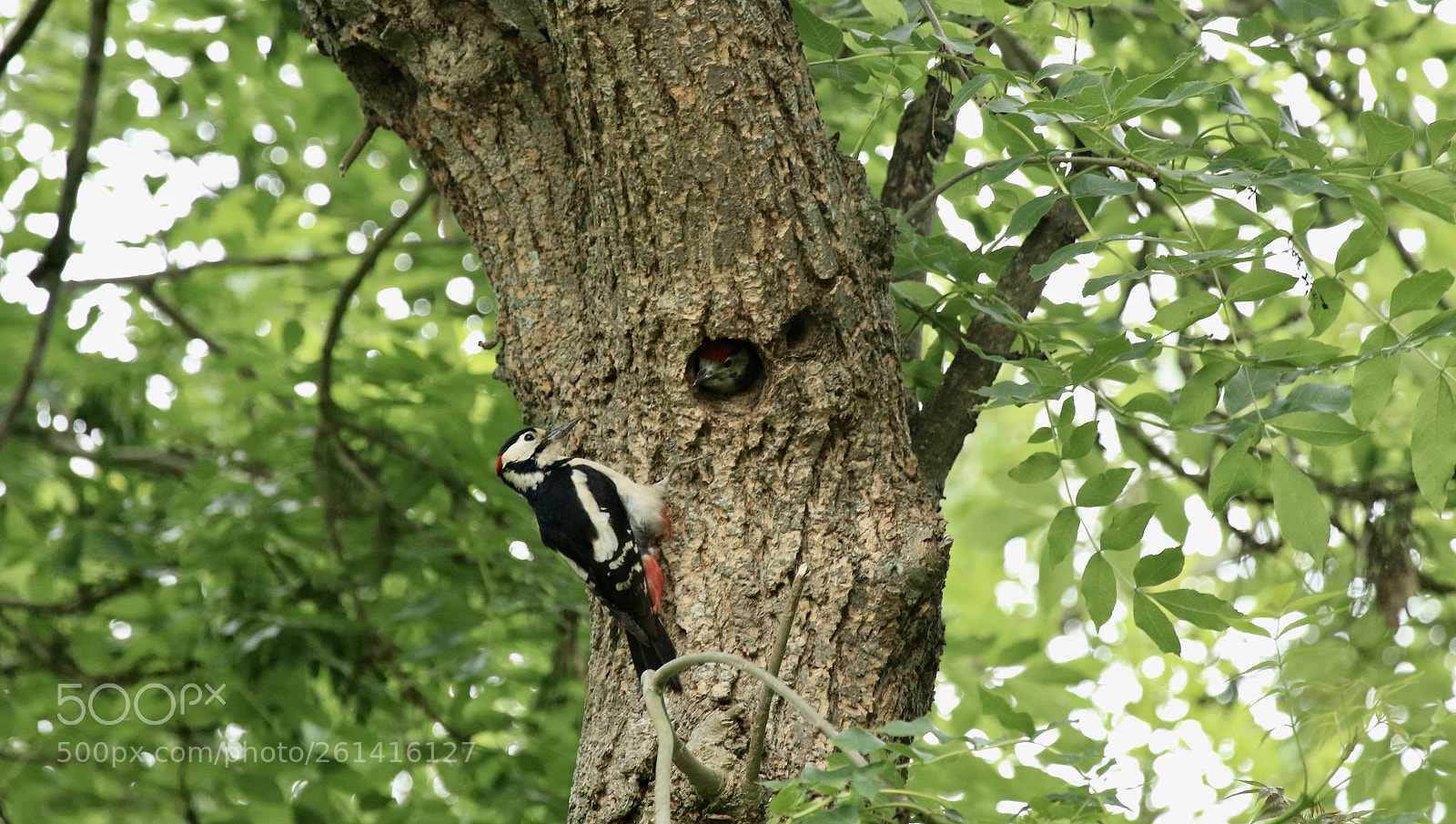 Canon EOS 7D Mark II sample photo. Great spotted woodpecker at photography