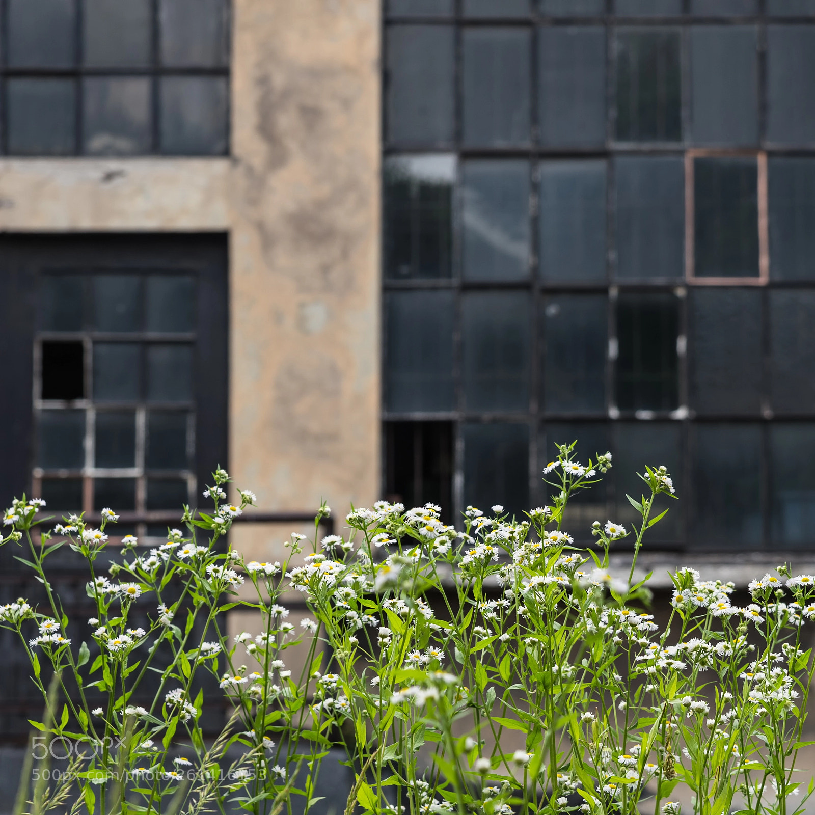 Nikon D610 sample photo. *** photography