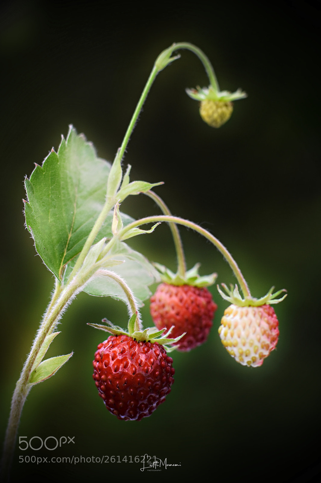 Nikon D7200 sample photo. Wild strawberry photography