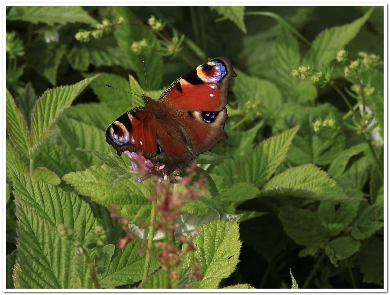 Canon EOS 500D (EOS Rebel T1i / EOS Kiss X3) sample photo. Vanessa on raspberry  plants photography