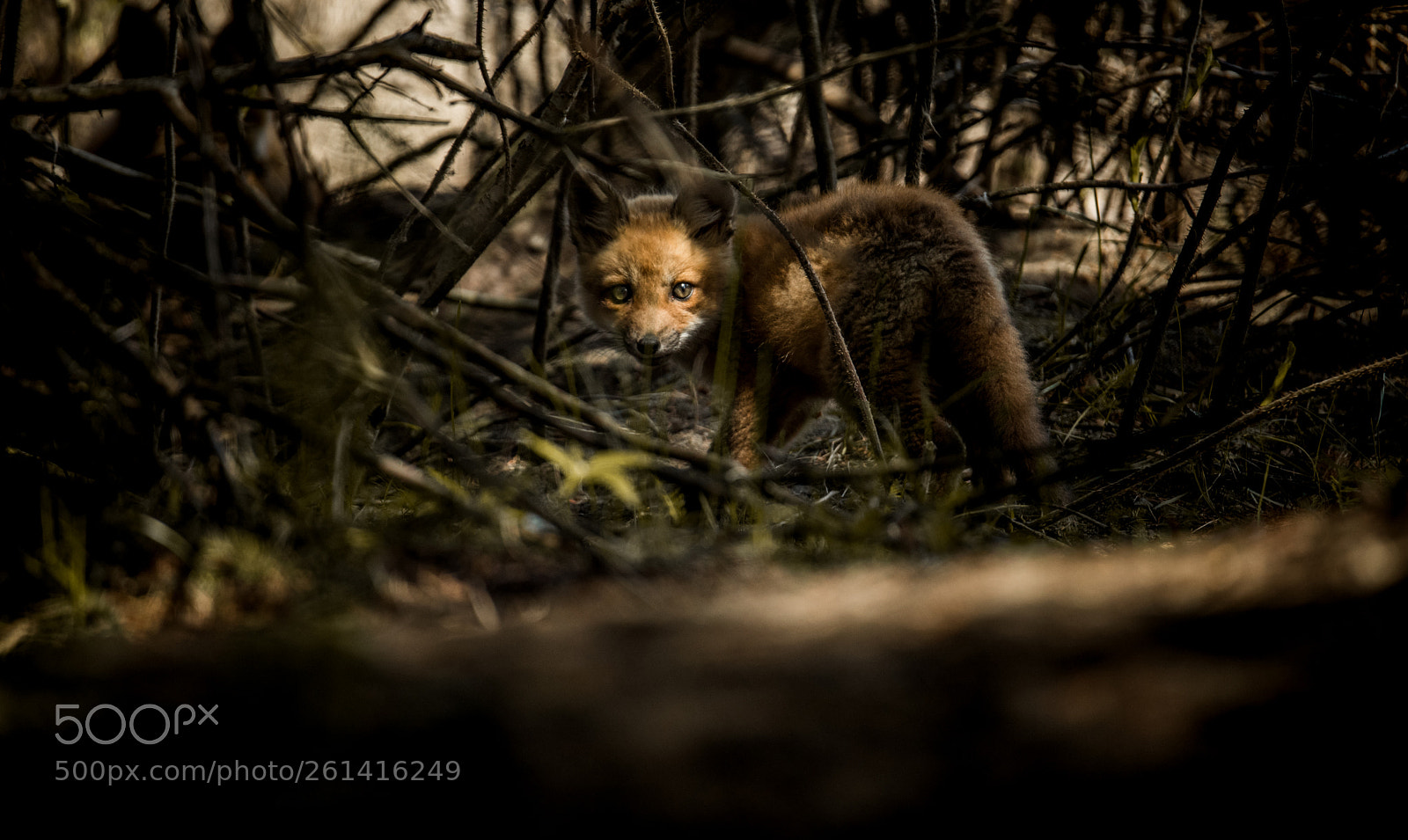 Nikon D750 sample photo. Hidden in the forest photography